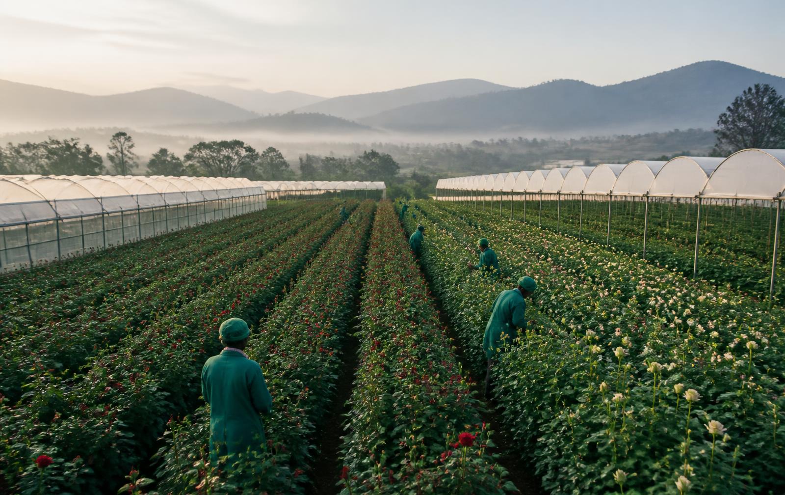 Commercial rose farm with greenhouse rows at sunrise in the Kenyan highlands