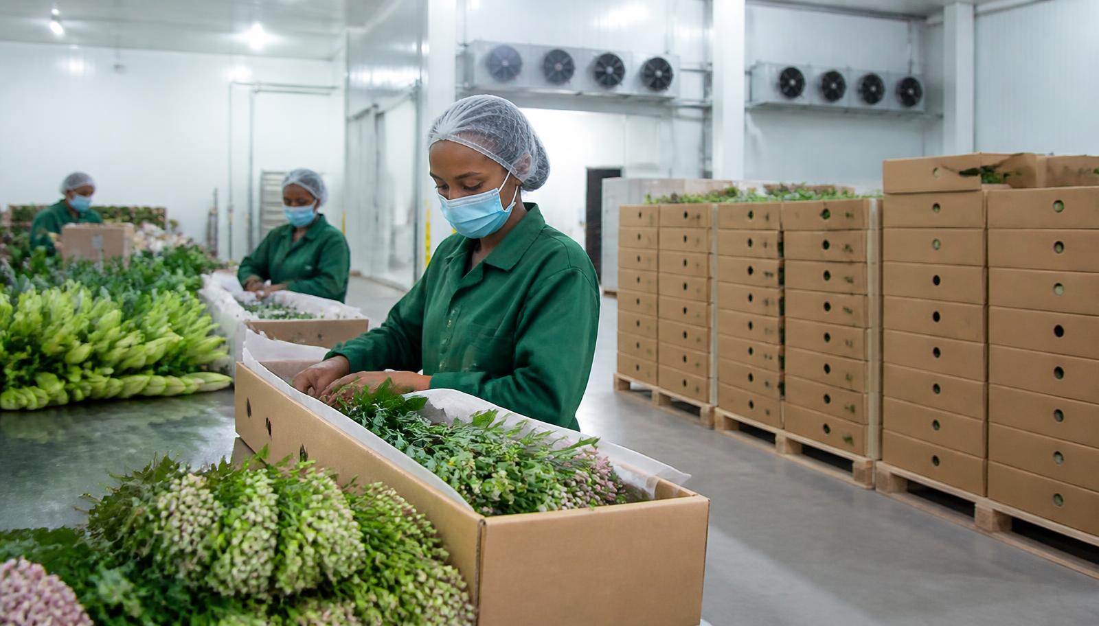 Fresh flowers packed into export cartons in a cold-chain packhouse